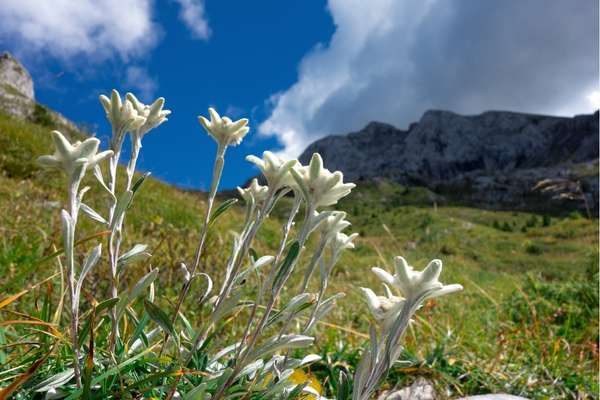 gruene-wiese-alpen-edelweiss