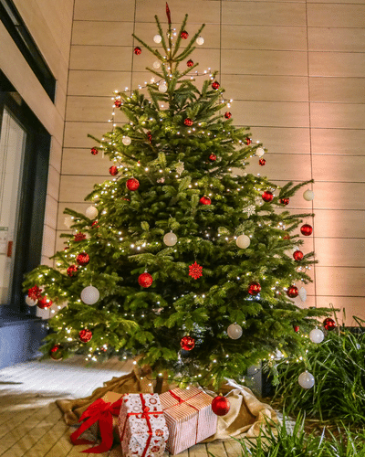 weihnachtsbaum-mieten-im-topf