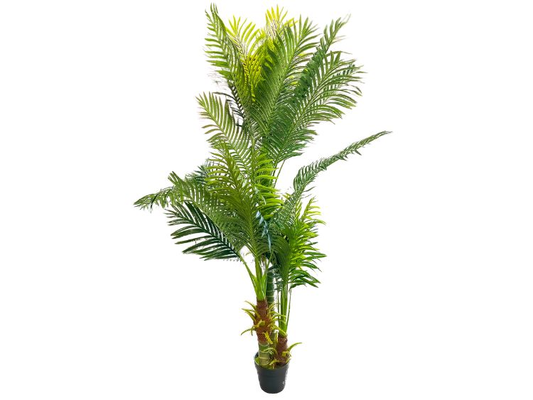 palme-kunst,1,80