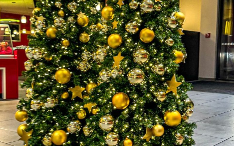 nachhaltige-bäume-im-topf